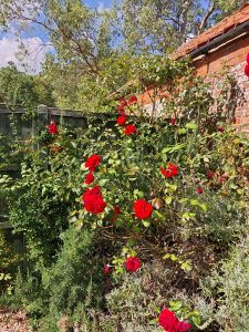 Red climbing roses along a red brick wall, in sunshine